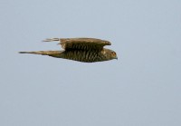 /album/birds-of-prey/sparrow-hawk3-jpg/